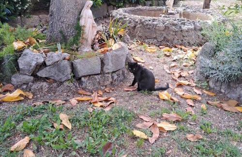 Marino House | la gatta bianca