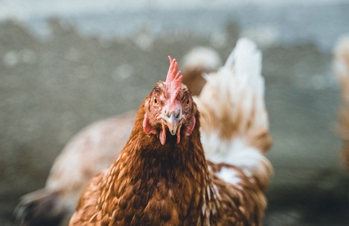 Sankt Nikolai im Sausal Bed & Breakfast | LÅCKENBAUER -B- Comfort room in southern Styria