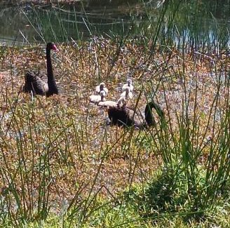 Kerikeri House | Lakehouse Studio