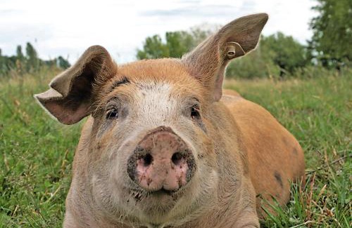 Schnepfenthal-Rodichen Hotel | Landgasthof Zur Tanne