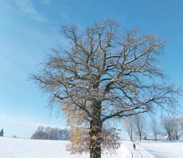 Sohland Hotel | Landhotel Waldschlößchen mit Gaststube