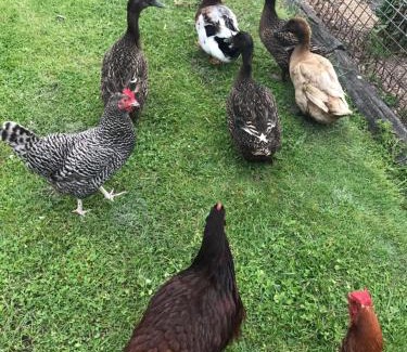 Port Campbell Apartment | Langleys Port Campbell Hobby Farm