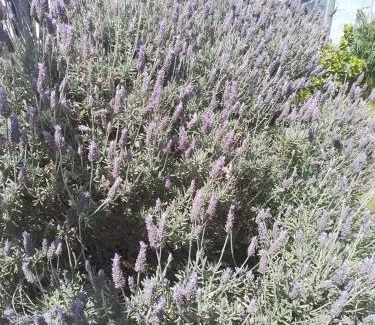 Playa Union House | Las Lavandas ´Casa de Playa´