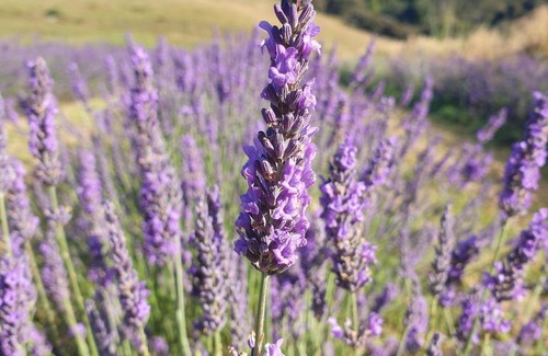 Mosgiel House | Lavender Row Farm