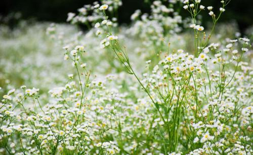Mareno di Piave House | Le camere del nonno Momi
