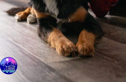 Saint Zenon House | Le St-Zen - Bord de l'eau & SPA Dogfriendly ($)