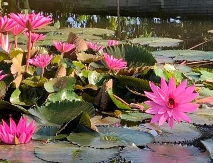 Airmadidi House | Liontree Villa