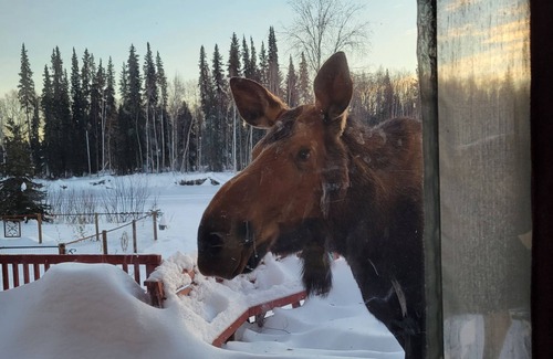 Fairbanks Cabin | LOG CABIN on the beautiful Chena River! Sleeps 4* AURORA viewing