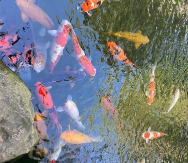 Phuoc Tan Resort | Lucky star resort