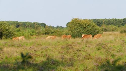 Heusden Gem Asten Other | Luxe Glamping Met eigen badkamer voor 5 Personen Bashful