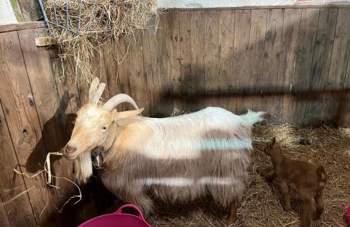 Winterbourne Earls House | Luxury shepherd hut on rare breed smallholding