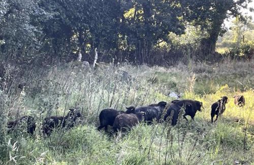 Plouec-du-Trieux Apartment | Menhirs et Moutons Ouessant