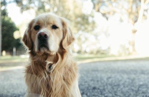 Scotsburn House | Mingara Park Cottage