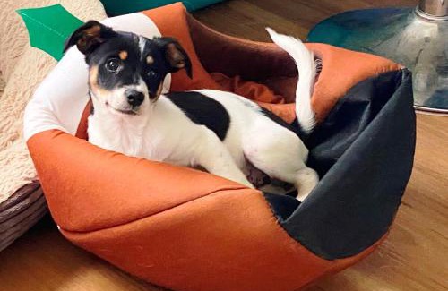 Waikato District Ski Chalet | Miranda Cabin 1 Bedroom, Sleeps 4, No Wifi, Outside Bathroom, No running water in cabin