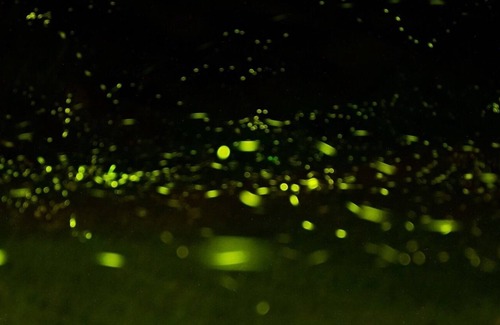 Nanzhuang Bed & Breakfast | Nanyang62