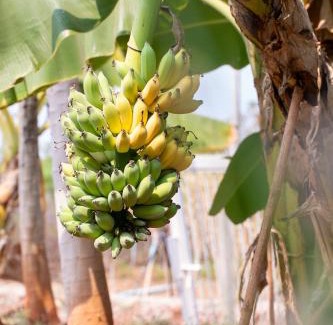 Kanchanaburi House | Narucha Farmstay