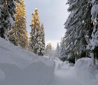 Danta di Cadore Apartment | Natura e comfort