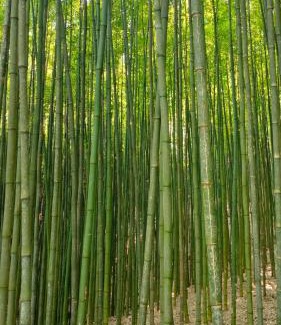 Mu Cang Chai House | Nhà nghỉ Phú Lý