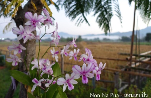 Pua House | NON NA PUA - นอนนา ปัว
