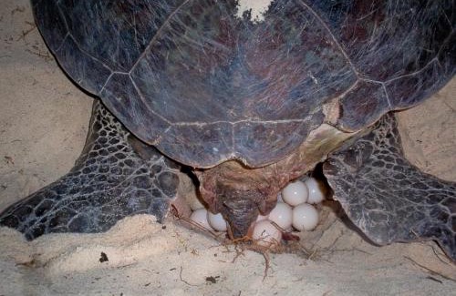 Maratua Island Resort | Nunukan Island Resort