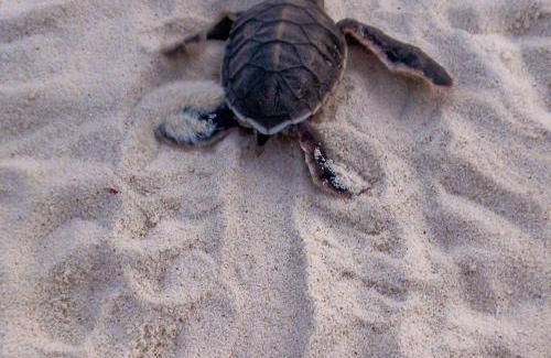 Maratua Island Resort | Nunukan Island Resort
