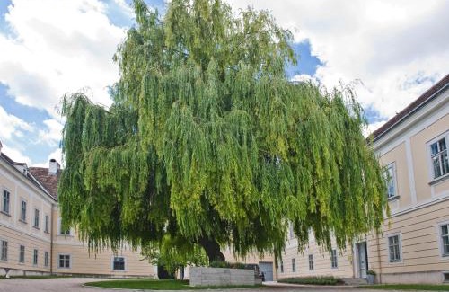 Unternalb House | OBENauf in Unternalb