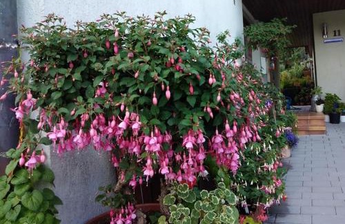 Ahorn Apartment | Obere Ferienwohnung Asshoff zwischen Odenwald, Taubertal und Bauland