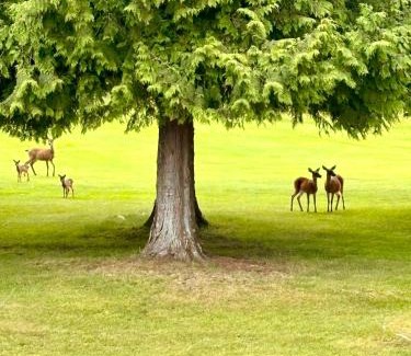 Regional District of Nanaimo Bed & Breakfast | Oceanside Manor - Golf Course View