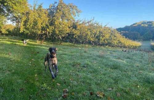 Cattistock Apartment | Orchard retreat off grid shepherds huts in Dorset