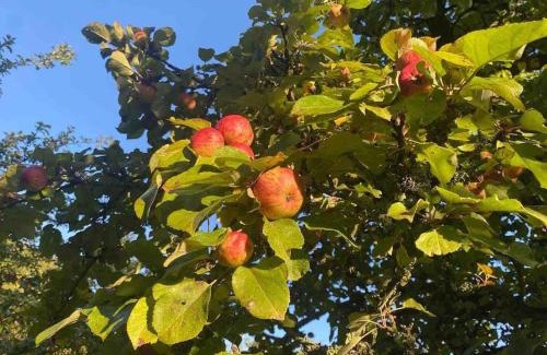 Cattistock Apartment | Orchard retreat off grid shepherds huts in Dorset