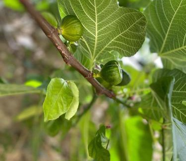 Campo Maior Bed & Breakfast | Palacete Encanto Maior