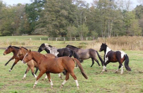 Dalwitz House | Parkland-Haus Dalwitz