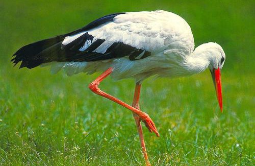 Berkholz-Meyenburg House | Pension Moritz unterm Storchennest -16303 Schwedt,Schwedter Allee1