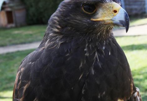 Bernstadt a. d. Eigen House | Pension und Falknerei an der alten Schmiede