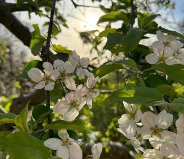 Fresing House | Pettinger Stöckl