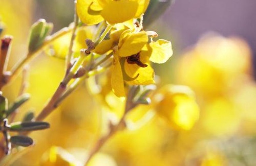 Quorn Cabin | Pichi Richi Park