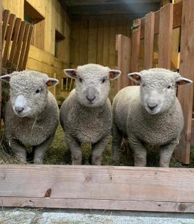 Jurgow House | Pokoje Gościnne Jurgowianka