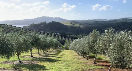 Mangonui House | Private Olive Grove Studio