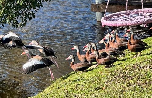 Lakewood Villas House | Private Tropical Waterfront Sanctuary w pool, hot tub & an island! Pet Friendly