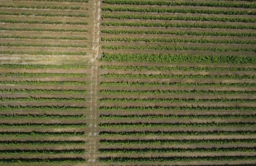 Sangalhos Villa | Quinta da Fogueira