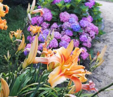 Albergaria-a-Velha House | Quinta das Águias