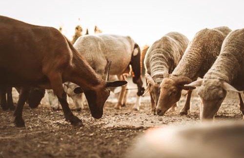 Palmela House | Quinta das Caçadoras - Animal lovers only