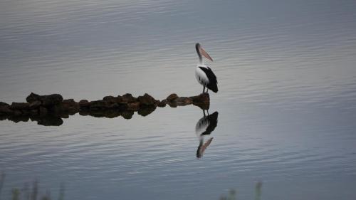 Pelican Lagoon House | Ratcliff Cottage