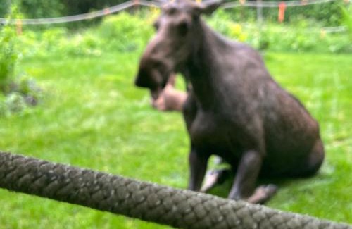 Bear Creek Apartment | Resurrection River Rentals