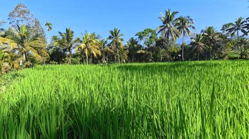 Tetebatu House | Rice Field inn - Lombok