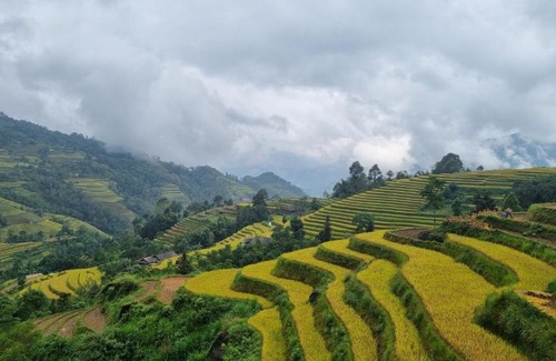 Ta Su Choong Cabin | Riz d'Or Ermitage - Hoang Su Phi