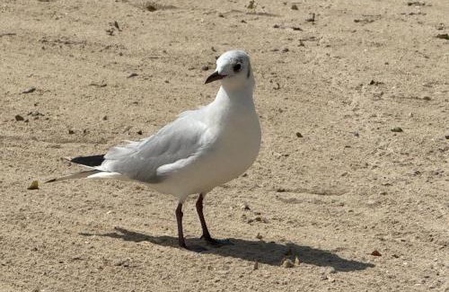 Madinat Zayed House | Rose Family