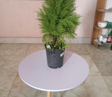 Bac Ninh Apartment | Rose house