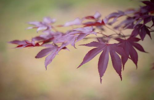 Carucedo House | Rural Médulas Viviendas de uso turistico 2 y Casas rurales 2
