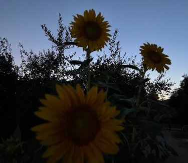 Torpe Apartment | RusticHome